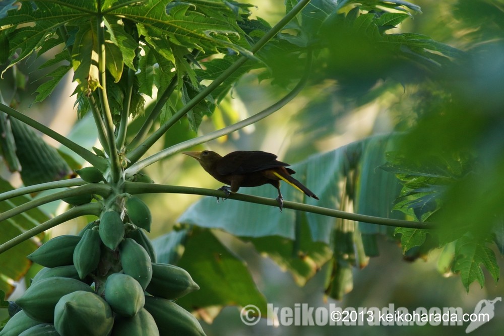 タンボパタ自然保護区の鳥