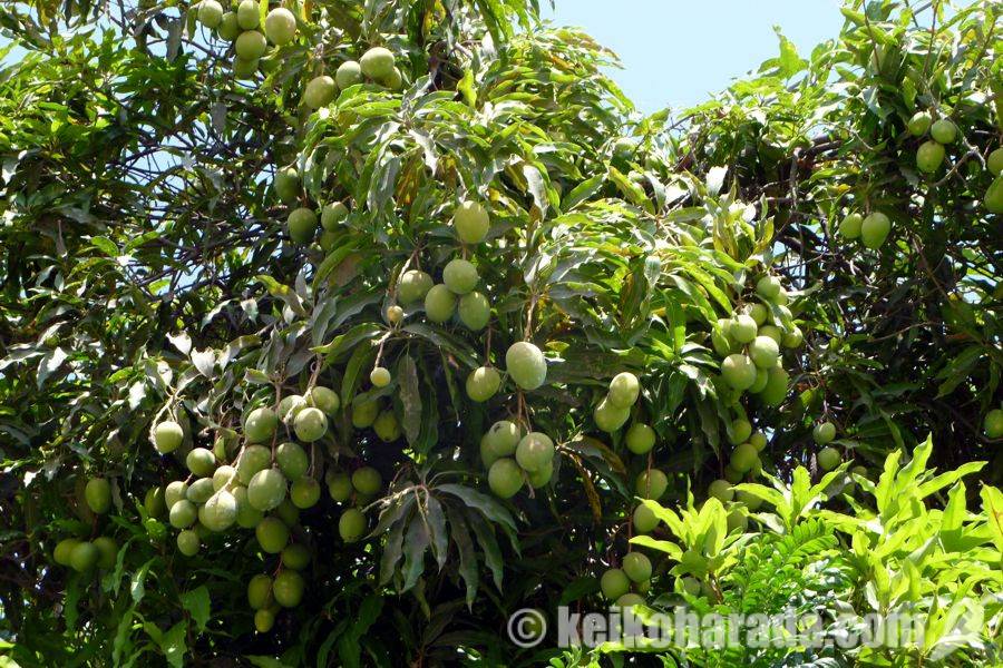 マンゴーの木と果実