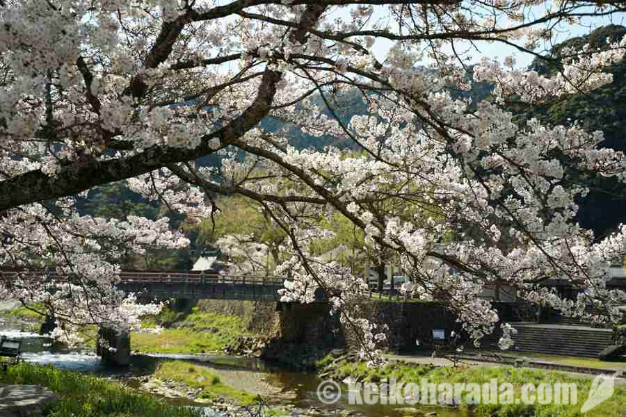 津和野の桜