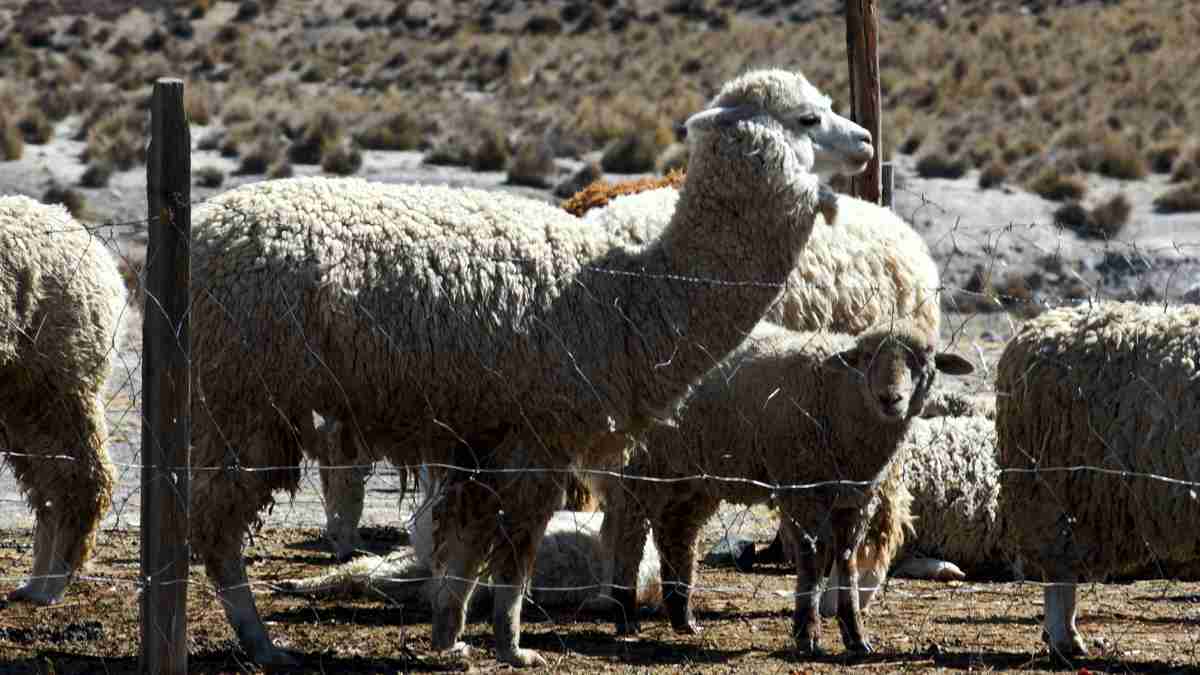 アルパカと羊